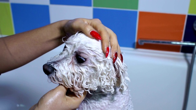 一个狗美容师在浴室里给一只比雄犬洗澡的特写。视频下载