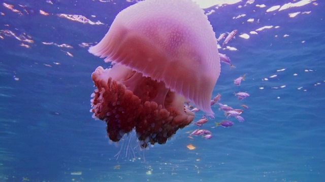 水下常见水母(thysanstoma thysanura)保护幼鱼视频下载
