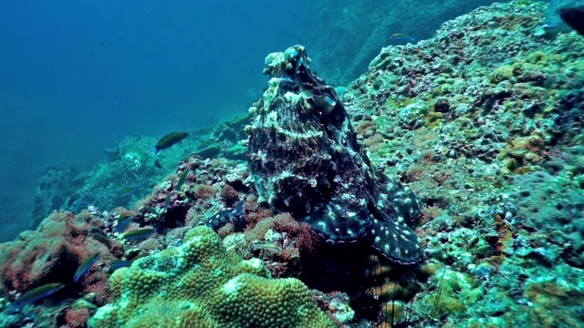 水下暗礁章鱼(章鱼蓝藻)伪装在岩石上视频素材