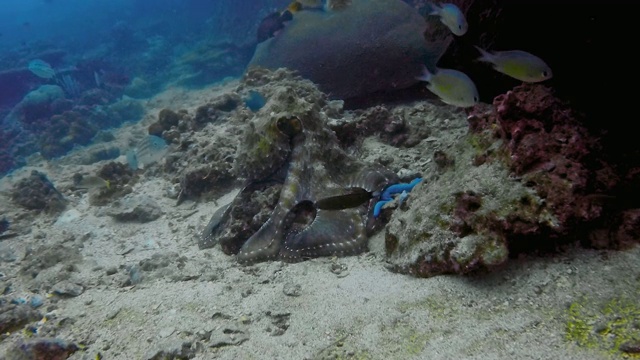 水下暗礁章鱼(八爪章鱼)从岩石中捕鱼视频下载