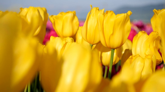 田野里的黄色郁金香花。——慢动作视频下载