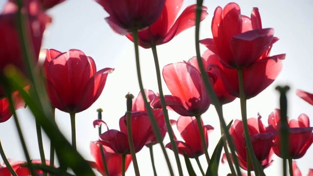 郁金香花太阳透镜耀斑生长。——慢动作视频下载