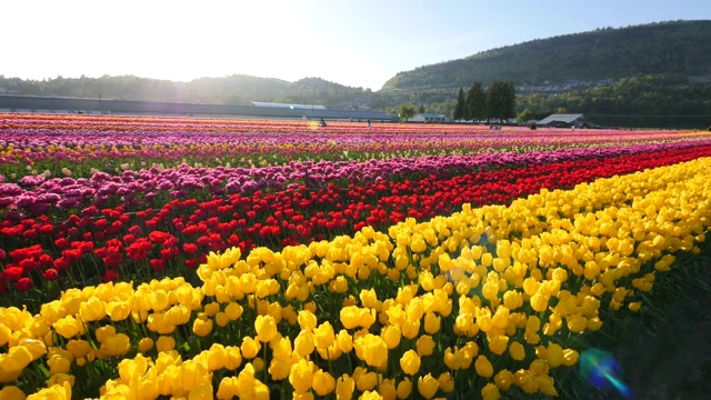 田野里的黄色郁金香花。——慢动作视频下载