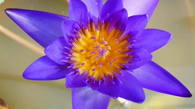 紫莲花是一种美丽的花。视频素材