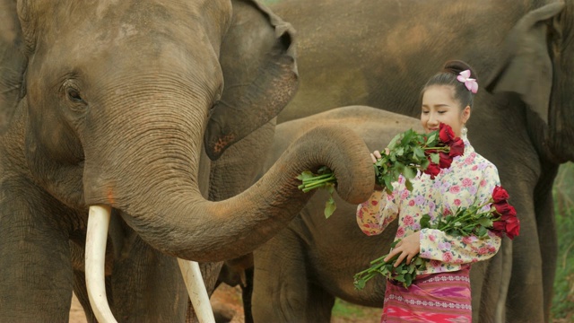 温柔的年轻迷人的亚洲女人在传统服装与大象。理念:爱动物，温柔，爱自然。视频下载