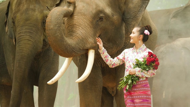 温柔的年轻迷人的亚洲女人在传统服装与大象。理念:爱动物，温柔，爱自然。视频素材