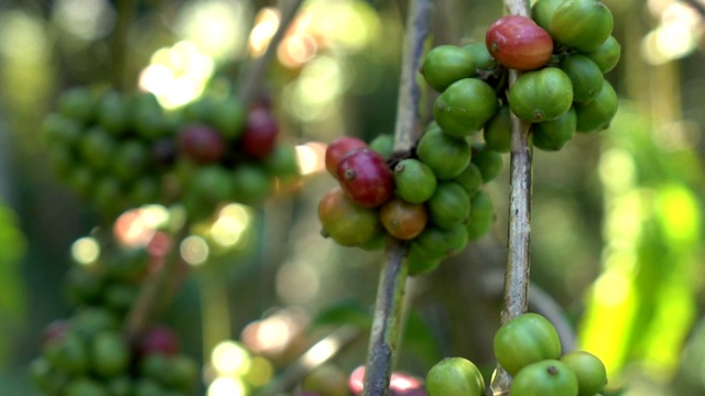 植物中的咖啡豆视频素材