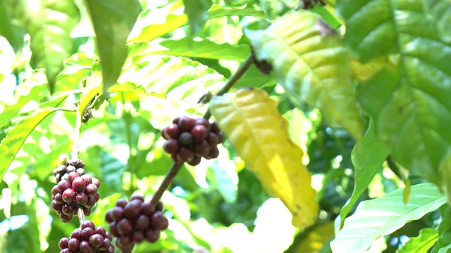 植物中的咖啡豆视频素材