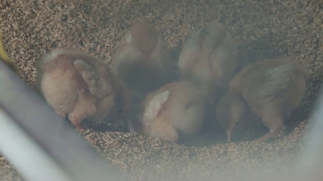 韩国养鸡场里的一群小鸡视频素材
