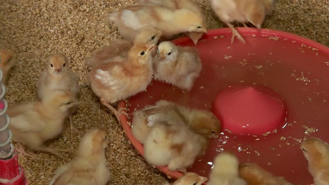一群小鸡在韩国养鸡场饮水视频素材