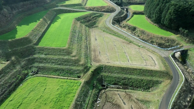 森林和稻田之间的公路鸟瞰图视频素材