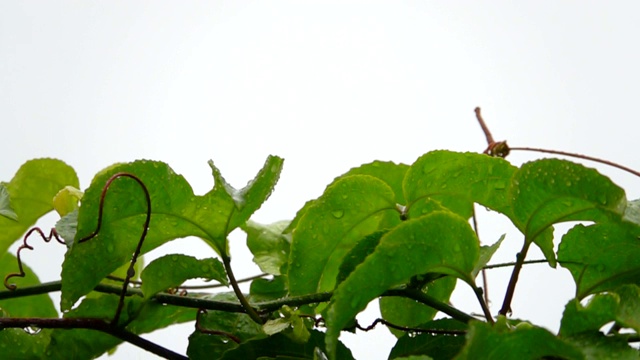 高清慢镜头:夏雨中的绿叶视频素材