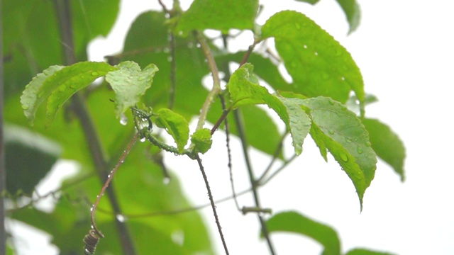 高清慢镜头:水滴在树叶上视频素材