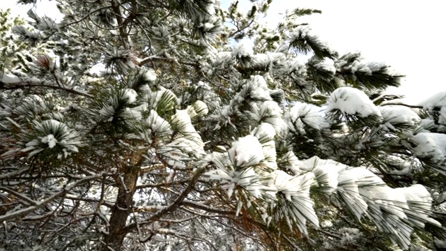 冬天森林里的松树被雪覆盖着视频素材