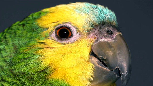 婴儿亚马逊鹦鹉视频下载