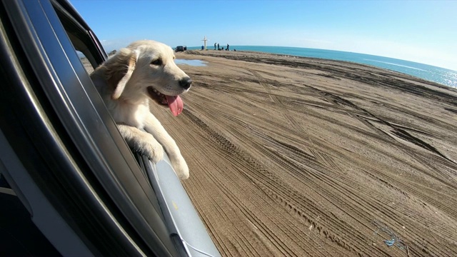 车里的狗在海岸线上看视频素材