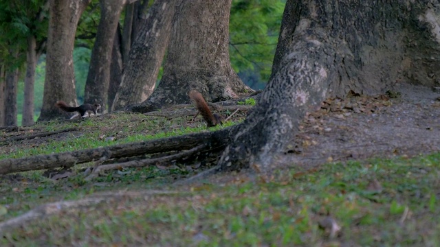 松鼠在树枝上吃坚果视频素材