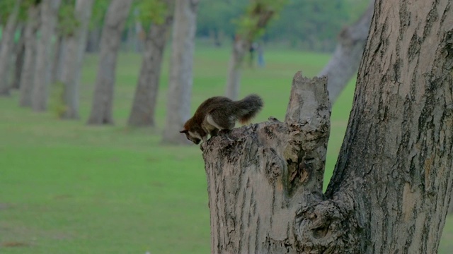 松鼠在树枝上吃坚果视频素材