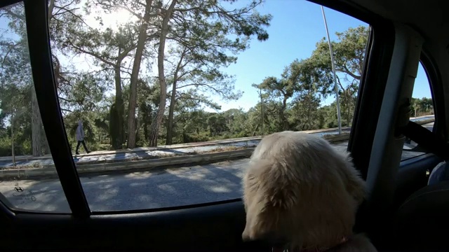 车里的狗在海岸线上看视频素材