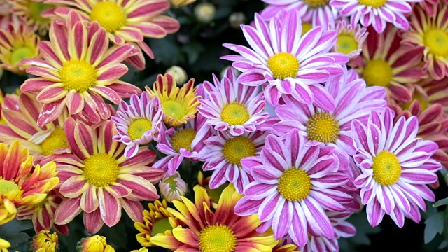 雏菊花和绿叶背景在阳光明媚的夏季或春天的花园，用于美容装饰和农业设计。视频下载
