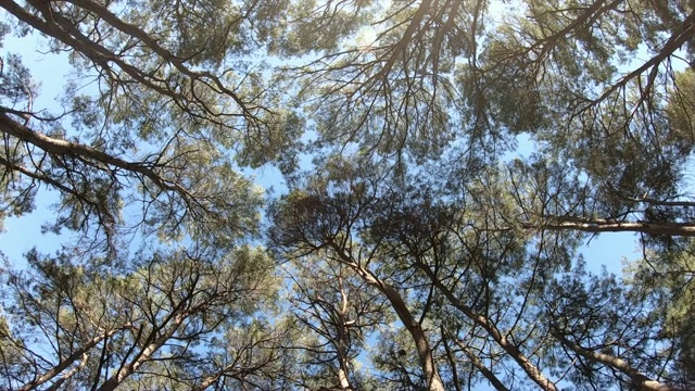 在阳光下俯瞰或俯瞰森林中的松树视频素材