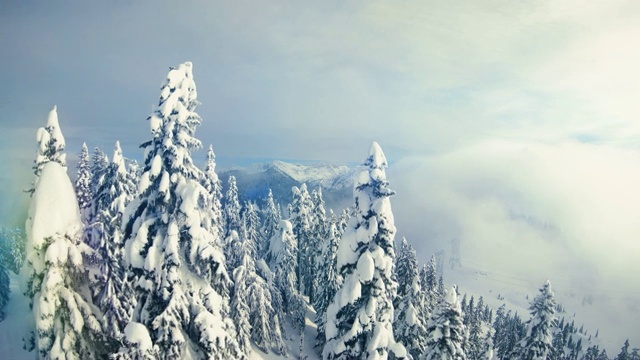 清脆的蓝色冬季空中飞行在积雪覆盖的树顶视频下载
