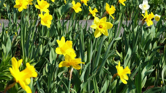 花园里盛开的黄色水仙花视频下载