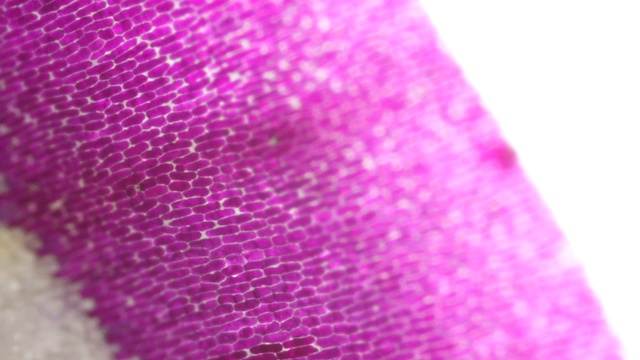 这是洋葱紫色边缘的微距镜头视频下载