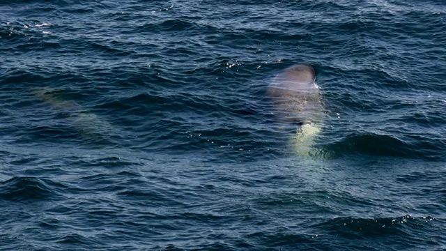 南极洲的虎鲸视频下载