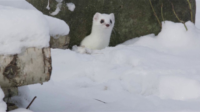 白鼬在冬天视频下载