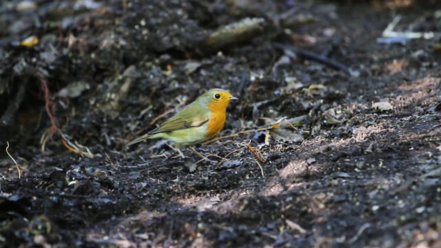 知更鸟在灌木丛中寻找昆虫视频素材