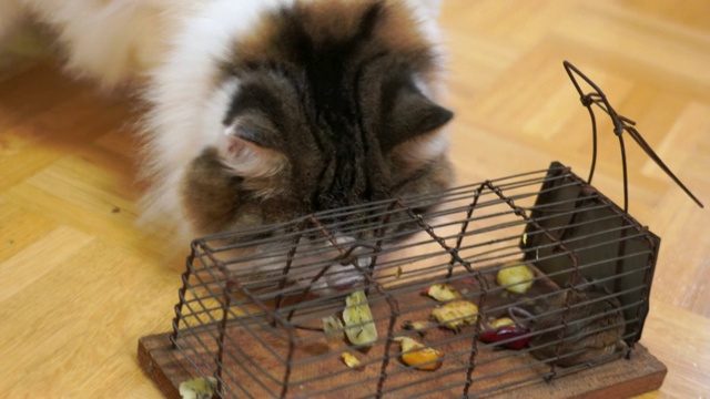 一个老鼠和一只猫的捕鼠器视频下载