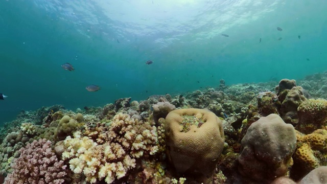 珊瑚礁和热带鱼视频素材