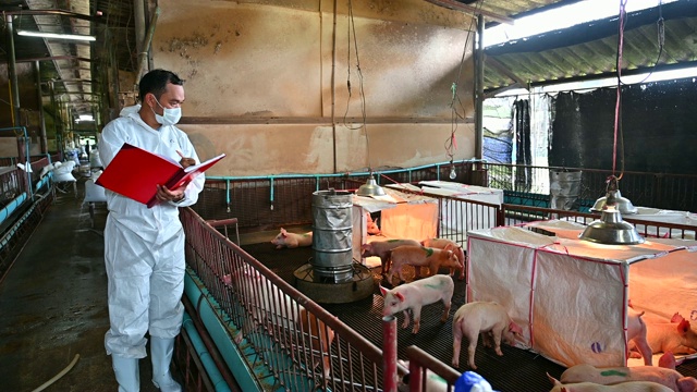 亚洲兽医正在阅读养猪场猪的健康报告视频下载