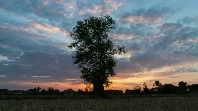 夕阳下稻田里那棵孤独的树。视频素材