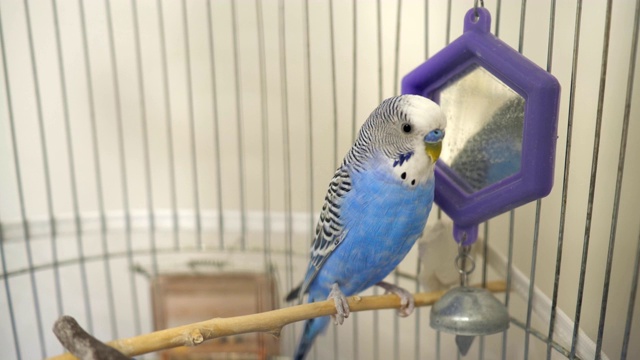 家养关在笼子里的蓝鹦鹉视频素材