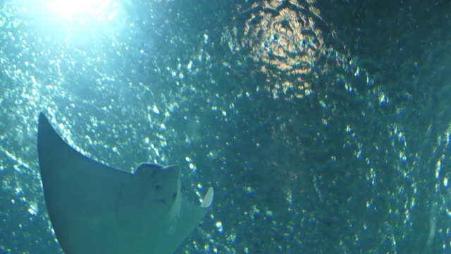 阳光透过水下和热带鱼视频素材