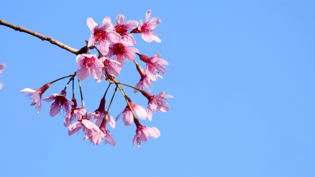 樱花盛开在一个美丽的阳光明媚的日子视频素材