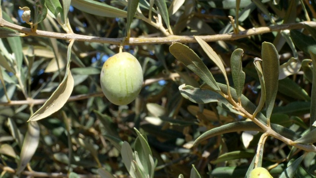 橄榄树。大自然，水果，生长-近距离观察视频素材