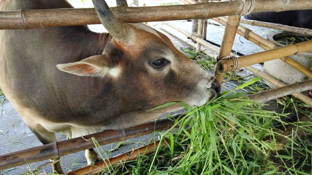 水牛在农场里吃绿草。视频下载