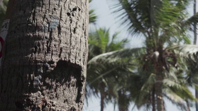椰子棕榈树。泰国。视频素材