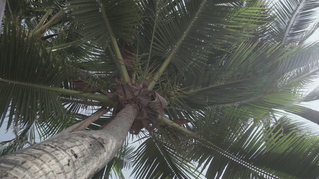 椰子棕榈树。泰国。视频下载