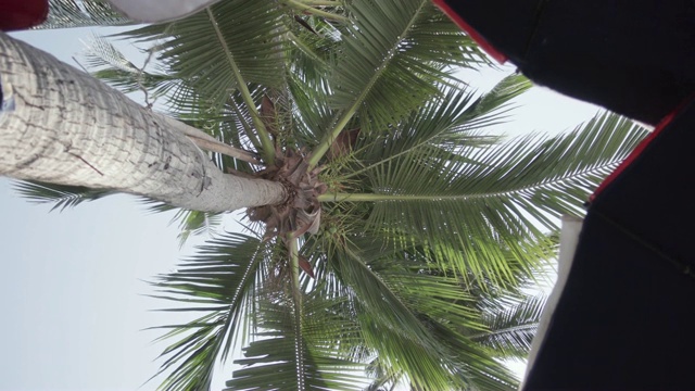 椰子棕榈树。泰国。视频下载