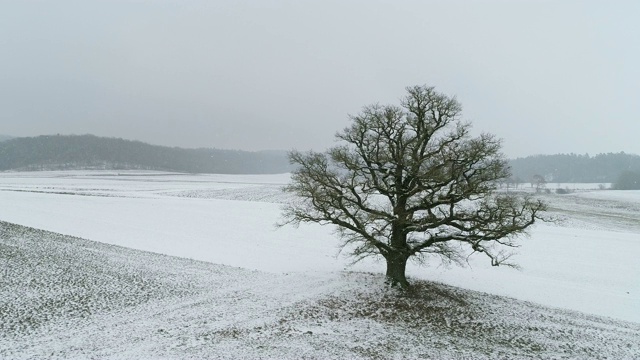 高大的老橡树在冬天的景观从上面下雪。视频素材