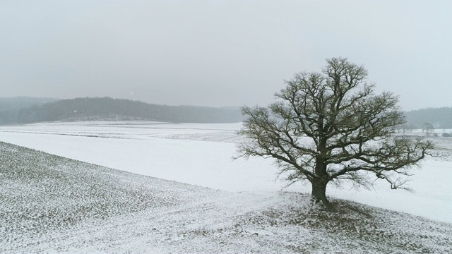 高大的老橡树在冬天的景观从上面下雪。视频素材