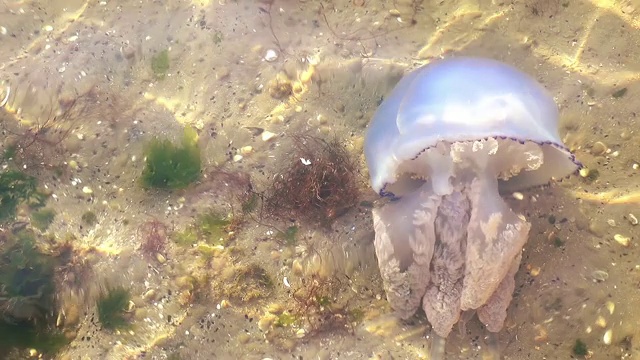 海里的水母视频素材