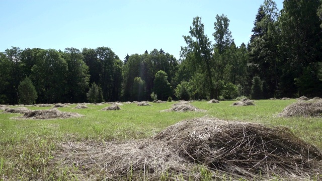 在夏天阳光明媚的日子里，镜头在木材的边缘移动，穿过有干草堆的田野的橡树叶子视频下载