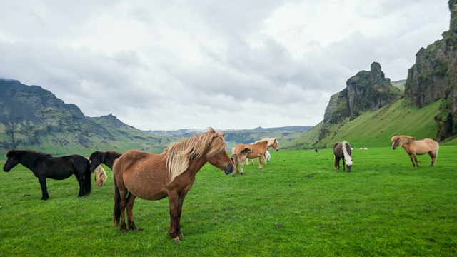 一群冰岛野马在冰岛的绿色牧场上吃草视频下载