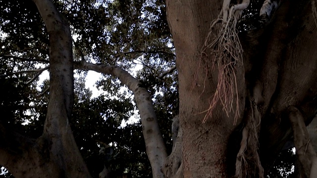 一棵老大树的根在城市-股票视频视频素材