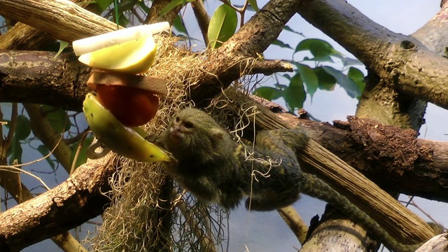 猴子吃视频素材